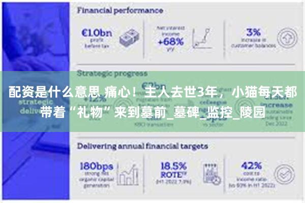 配资是什么意思 痛心！主人去世3年，小猫每天都带着“礼物”来到墓前_墓碑_监控_陵园